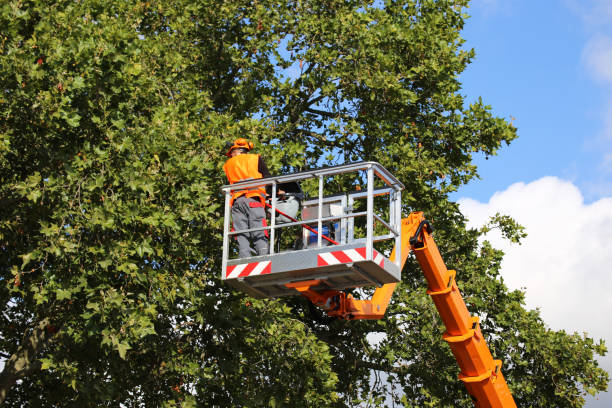 Best Tree Removal Services  in Sisco Heights, WA